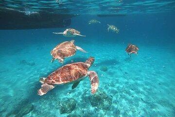 Turtle Swim Adventure in Curaçao