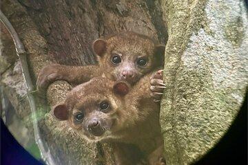 Sloths and Wildlife Safari in La Fortuna