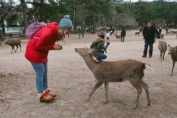 Nara Private Car City Tour