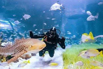 National Aquarium Abu Dhabi Tickets Dive Into Ocean Discovery