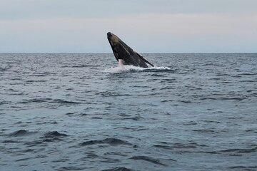 Whale Watching Tour and Animal Safari