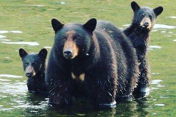 3hr Custom Private Tour of Ketchikan (4 People) Wildlife + More