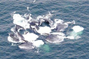 Private Charter Alaska Whale Watching with bonus Drone viewing