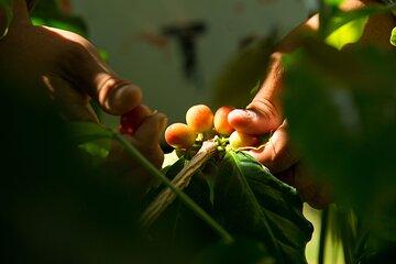 Kona Coffee Tasting: A Farm to Cup Experience