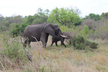 Pilanesberg National Park Wildlife Adventure Tour