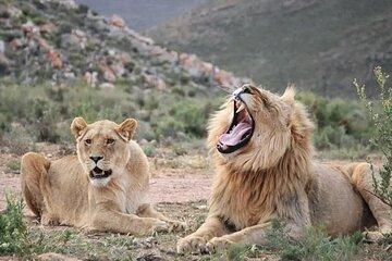 Big Five Aquila Safari Experience with Private Transfer