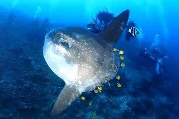 Baltra Galapagos 6-Day Speedboat Tour With Diving