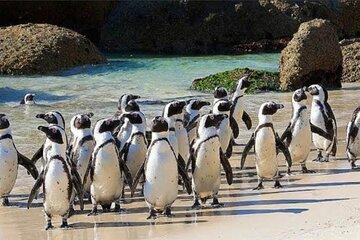 Cape of Good Hope and Penguins Beach Full Day Private Tour