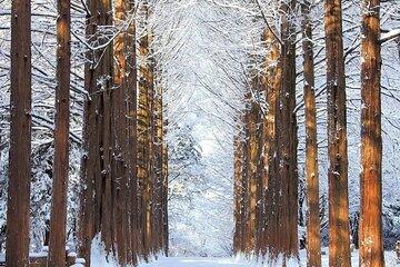 Private Tour at Nami Island and Elysian Ski Resort