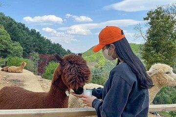 Nami Island, Alpaca World and Railbike Kimyujeong Tour