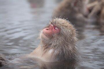 Nagano Snow Monkey and Obuse Tour: English Speaking Driver Only