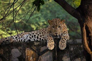 Jaipur Half Day Tour with Jhalana Leopard Safari