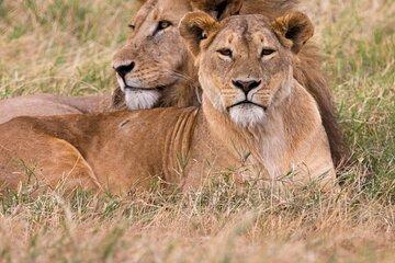 Half Day Lion Park and Safari Tour