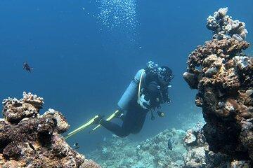 Discover Scuba Diving in Redsea