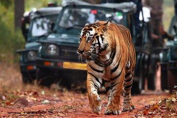 8Day Golden Triangle and Ranthambore Odyssey History and Wildlife