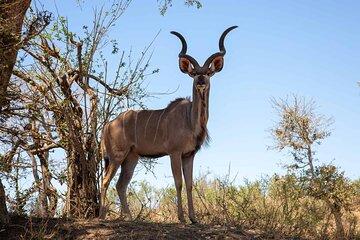 Rafiki Bush Lodge Safari in Kruger National Park