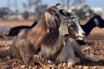 Agadir Morning Tour: Goats in Trees and Medina