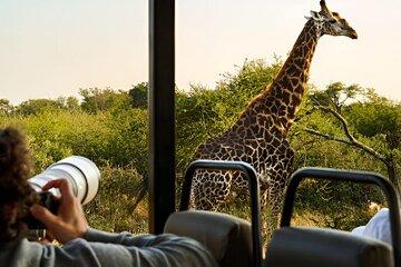 Private Pilanesberg Safari with Lunch from Johannesburg
