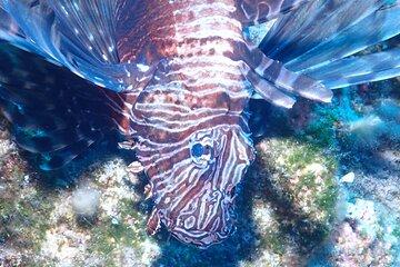 Jubilee Shoals guided boat dives