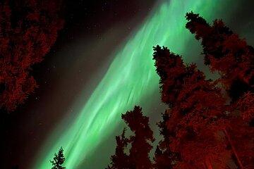 Aurora Viewing Experience in Carcross with Dinner