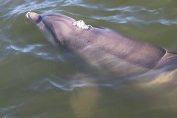 Hilton Head Boat Dolphin Tour Experience