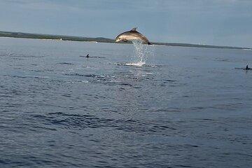 Rovinj Sunset Dolphin Watching Tour