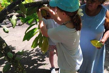 The Solomon Chocolate trail