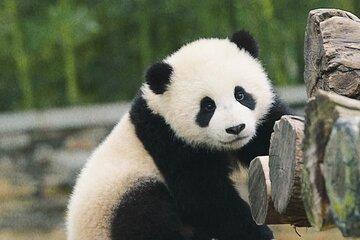 Half-Day Tour to Panda Base Economical and Hassle-Free