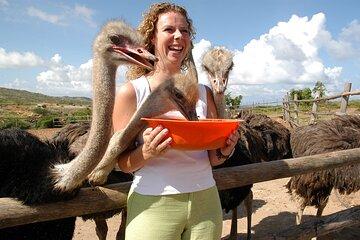 Aruba Ostrich Adventures Entrance Ticket and Unique Tour