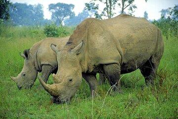 Half-Day Tala Game Reserve & Zulu Cultural Experience from Durban