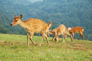 Nara: Hike Mt. Wakakusa and Encounter Wild, Free-Roaming Deer