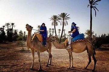 2 Hours Camel Ride through the Forest & River W/Transfer – Agadir
