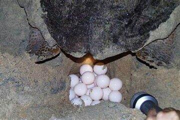 Sal: Guided Sea Turtles Watching