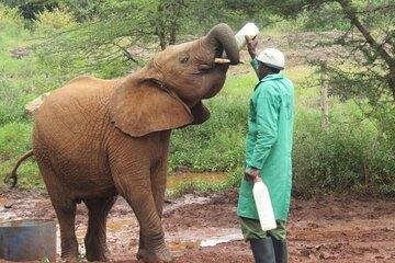 Nairobi National Park, Elephant Orphanage and Giraffe Centre Tour