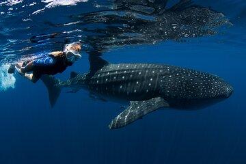 Whale Shark expedition from Cancun and Riviera Maya