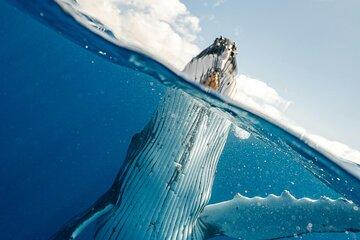 Whale Watching in Hermanus