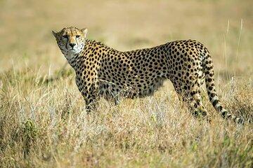 Explore Nairobi National Park with 4WD Transportation