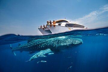 Discover the Whale Sharks of Qatar Daily Explorer