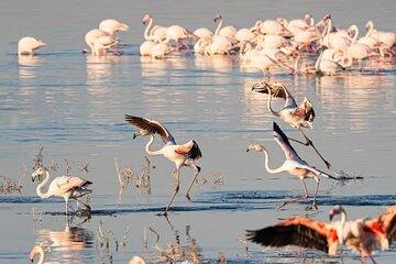 Lake Nakuru day trip from Nairobi