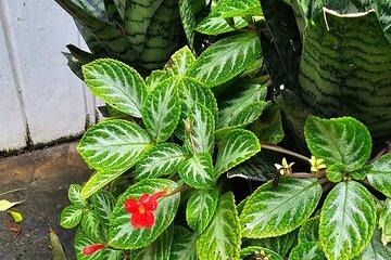 Gardens and Nature Chauffeur Adventures in St. Lucia