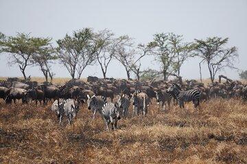 5 Days Group Safari Camping in Serengeti and African Igloo