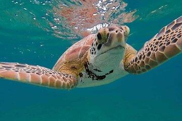 Swim with Turtles in Akumal and Explore the Magical Cenote Two Eyes