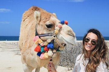 Camel Safari and Tequila Tasting on Pacific Beach