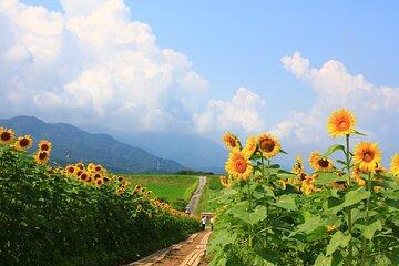 【Rental Bike】Let’s go see the sunflowers of Mannou Town by electrically assisted e-bike!Introducing recommended routes for sunflower producers.