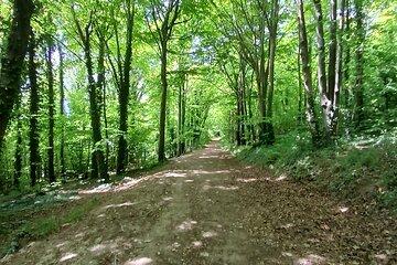 Ridgeview and Artelium Estate Private Walking Tour