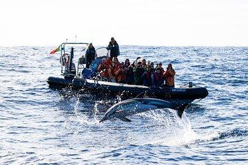 Whale Watching and Dolphin Swimming Adventure in Azores
