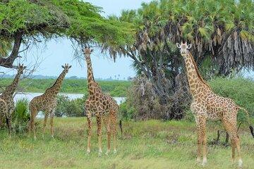 From Zanzibar: selous game reserved Nyerere national park