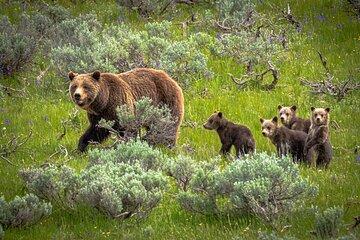 Predators of the Wild, Bear and Wolf Watching Adventure