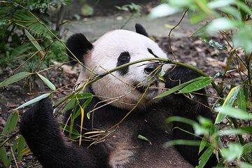 Whole Day Private Panda Volunteer & Kung Fu Learning in Chengdu