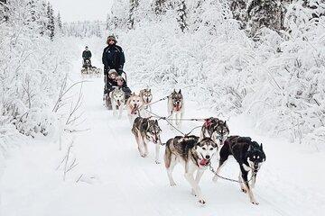 Rovaniemi Husky Safari Guided Sled Ride in Lapland